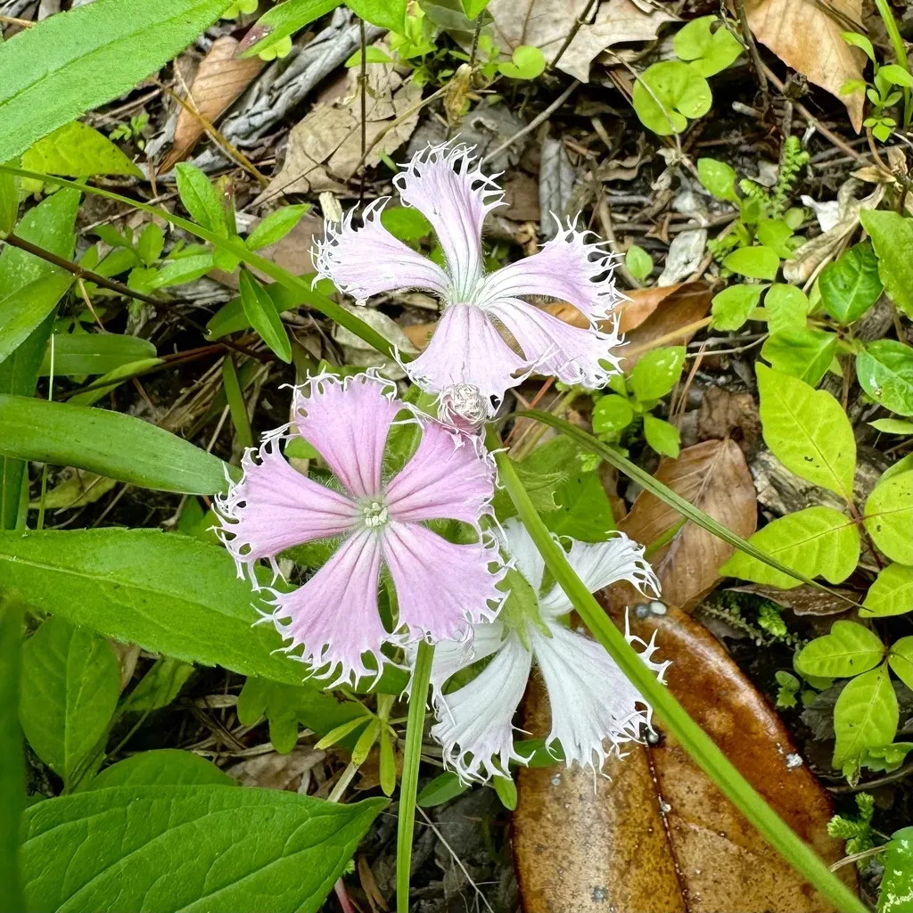 Fringed Catchfly