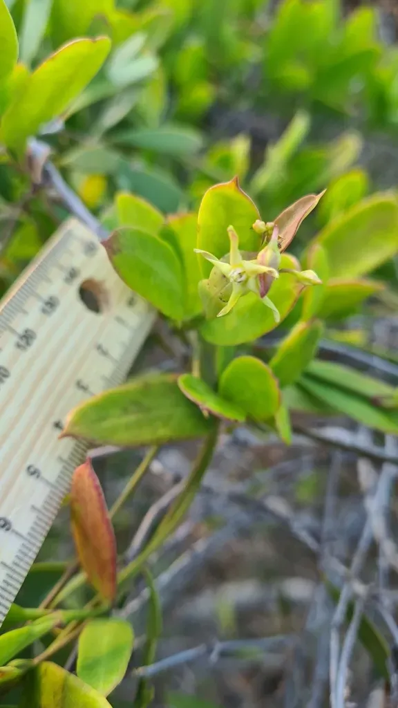 Mangrove Milkpod