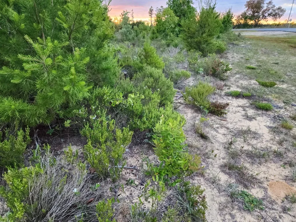 Apalachicola Rosemary