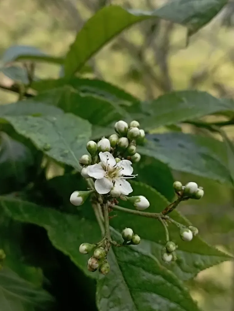 Photinia Beauverdiana