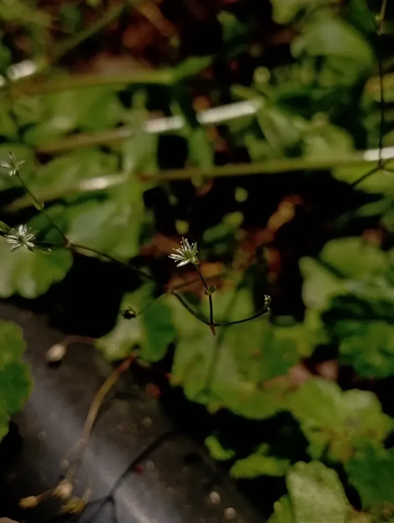 Stellaria Reticulivena