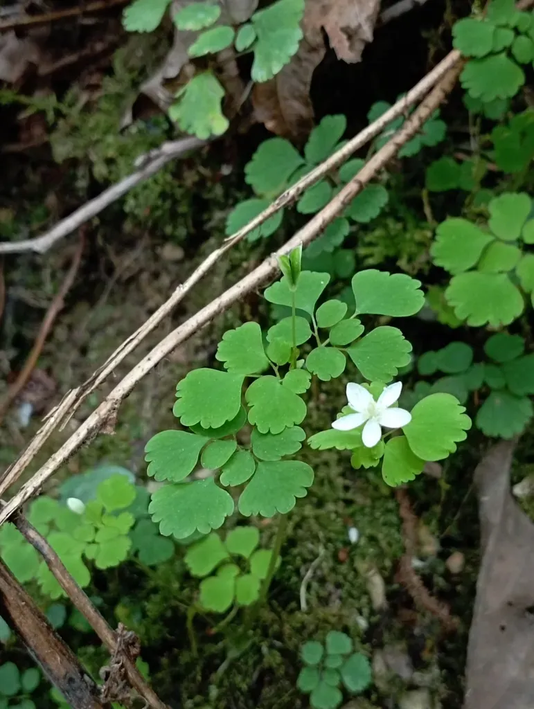 Dichocarpum Adiantifolium