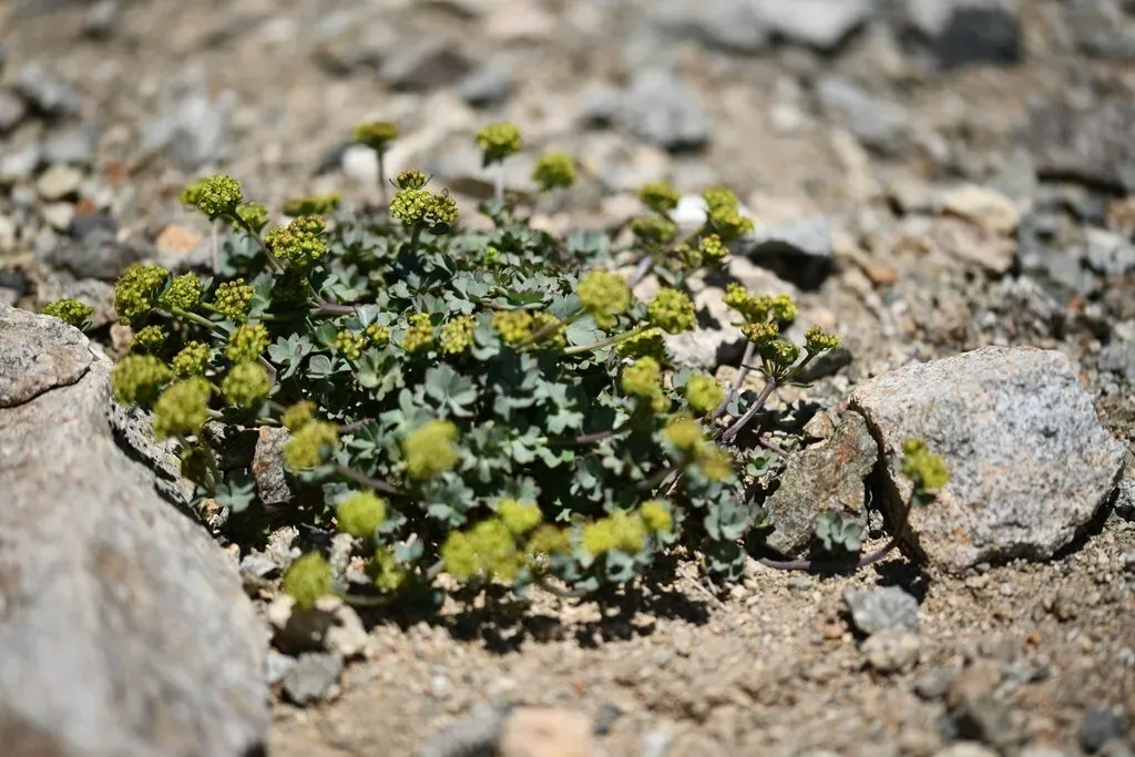 Azorella Andina
