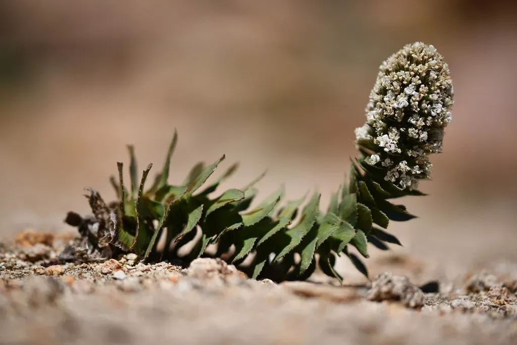 Nassauvia Pulcherrima