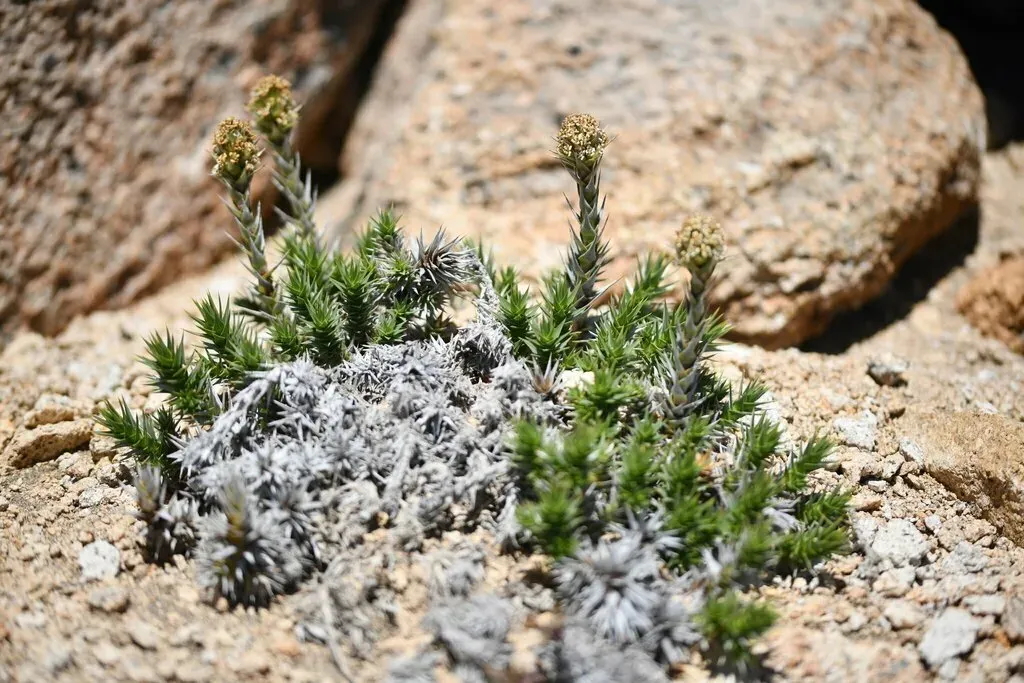 Nassauvia Argyrophylla