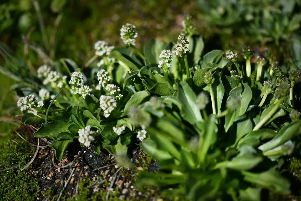Valeriana Macrorhiza