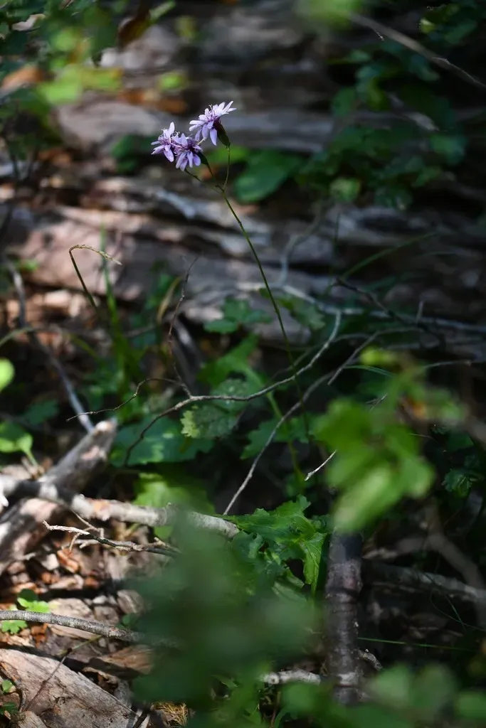 Calorezia Prenanthoides