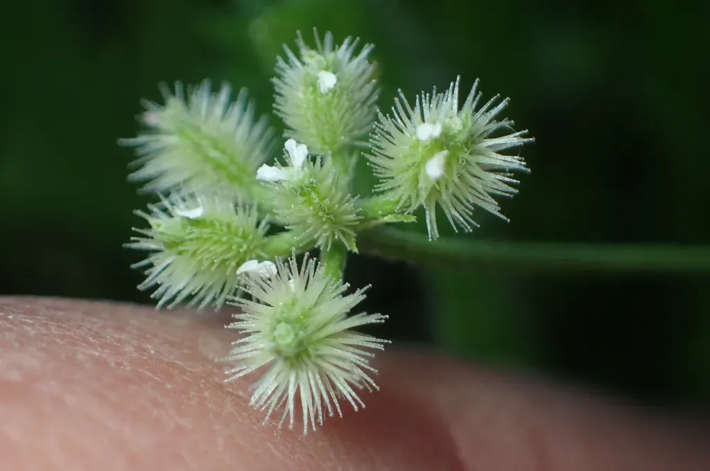 Torilis Elongata