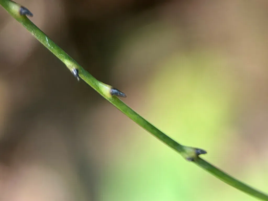 Calamus Diepenhorstii