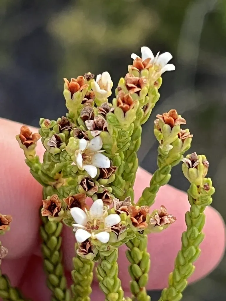 Fiverank Bitterbuchu