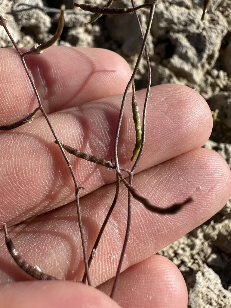 Desert Winged Rockcress