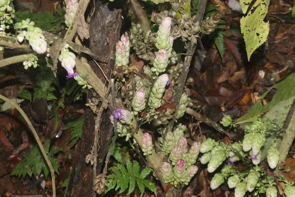 Strobilanthes Lupulina