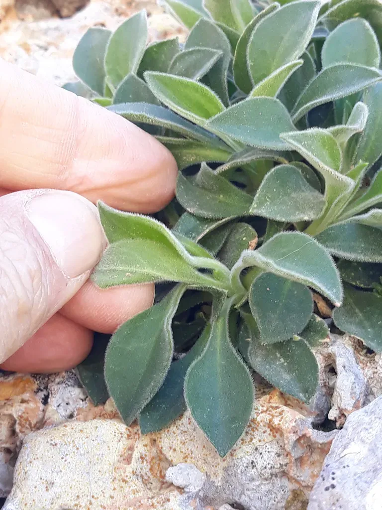 Silene Andryalifolia