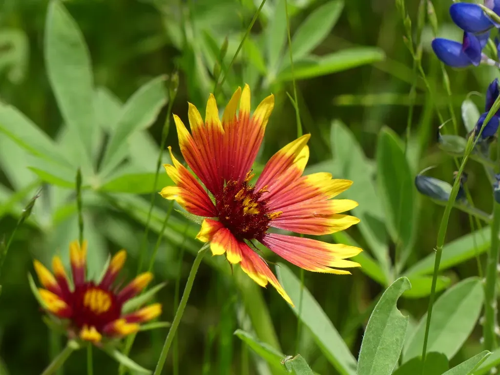 Indian Blanket