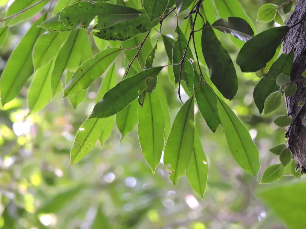 Chrysophyllum Viride