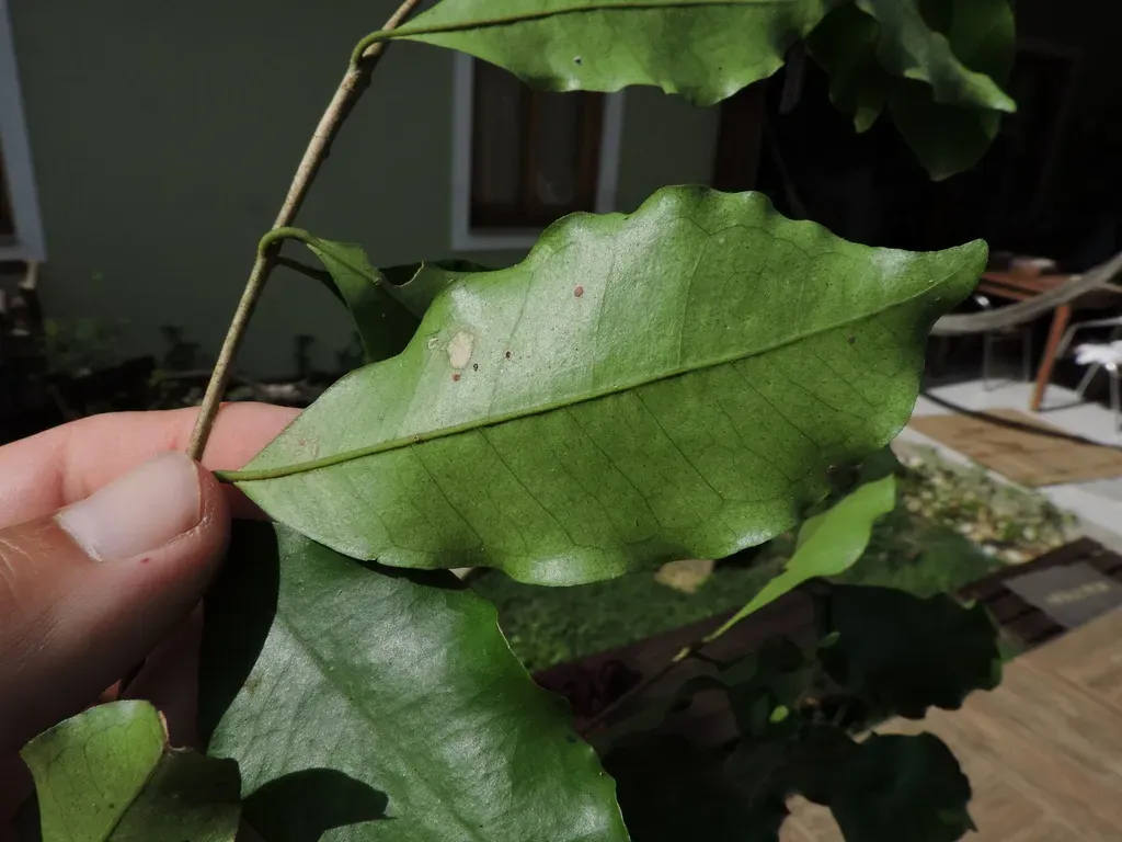Eugenia Verticillata