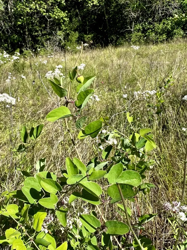 Carrizo Leatherflower