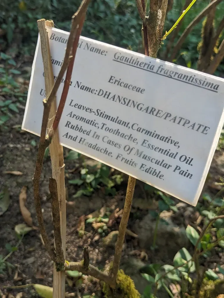 Gaultheria Fragrantissima