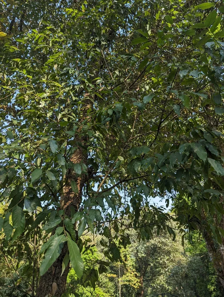 Castanopsis Tribuloides