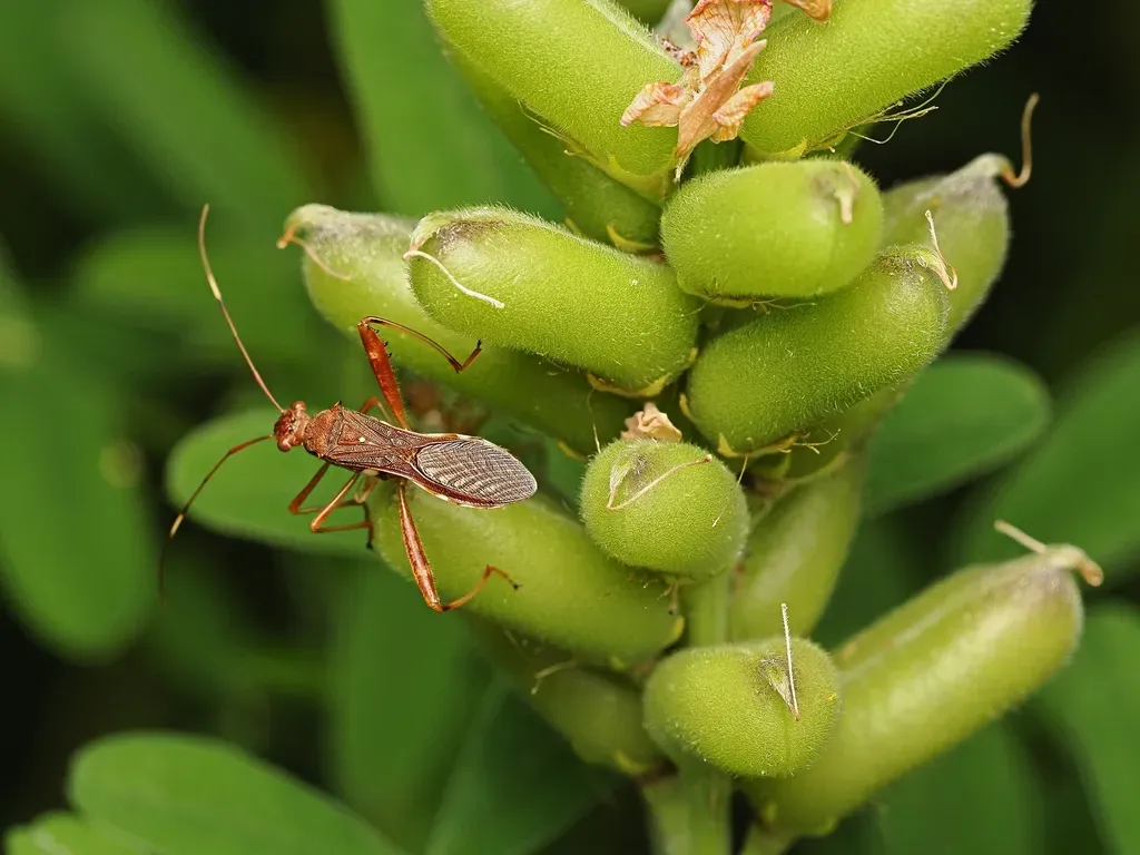 Gambia Pea