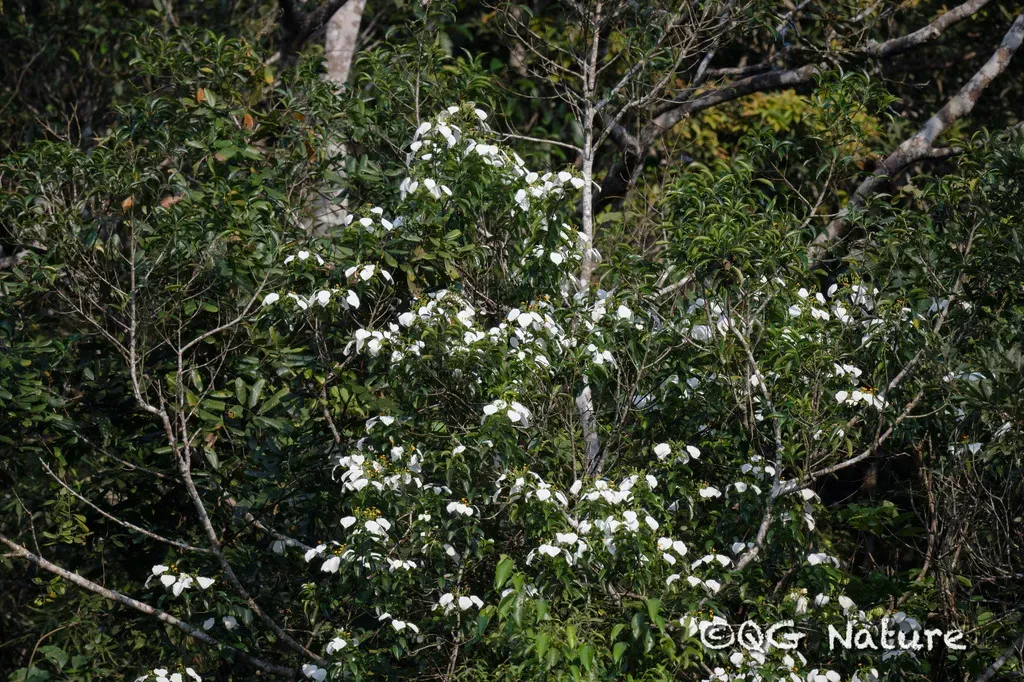 Mussaenda Hainanensis
