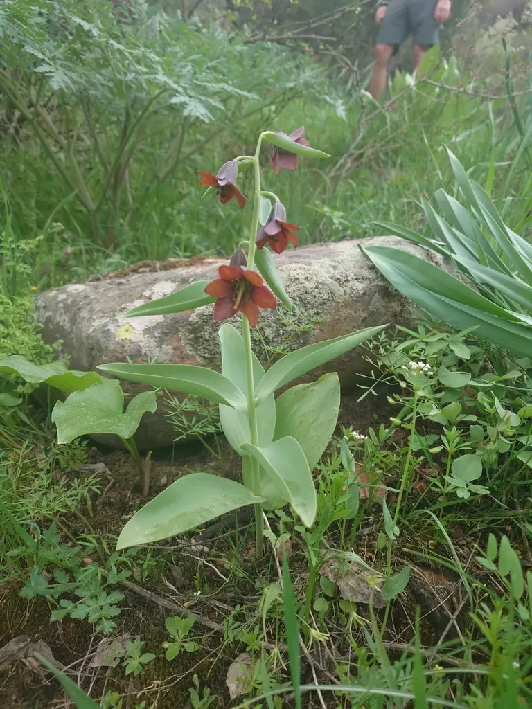 Fritillaria Sewerzowii
