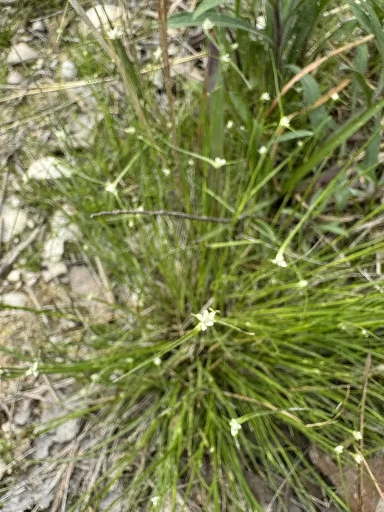 Showy Whitetop Beaksedge