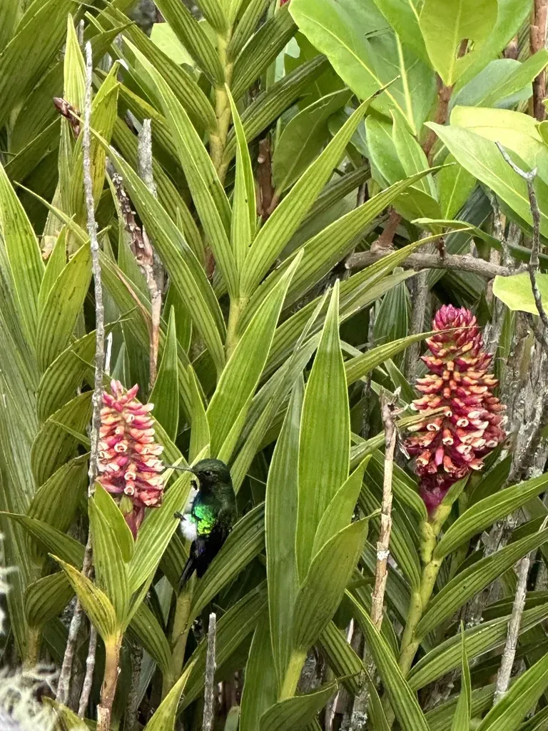 Elleanthus Myrosmatis