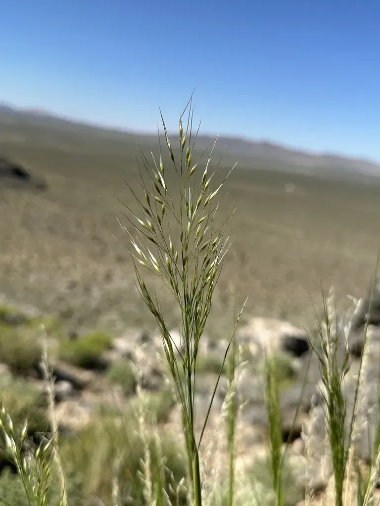Eriocoma Arnowiae