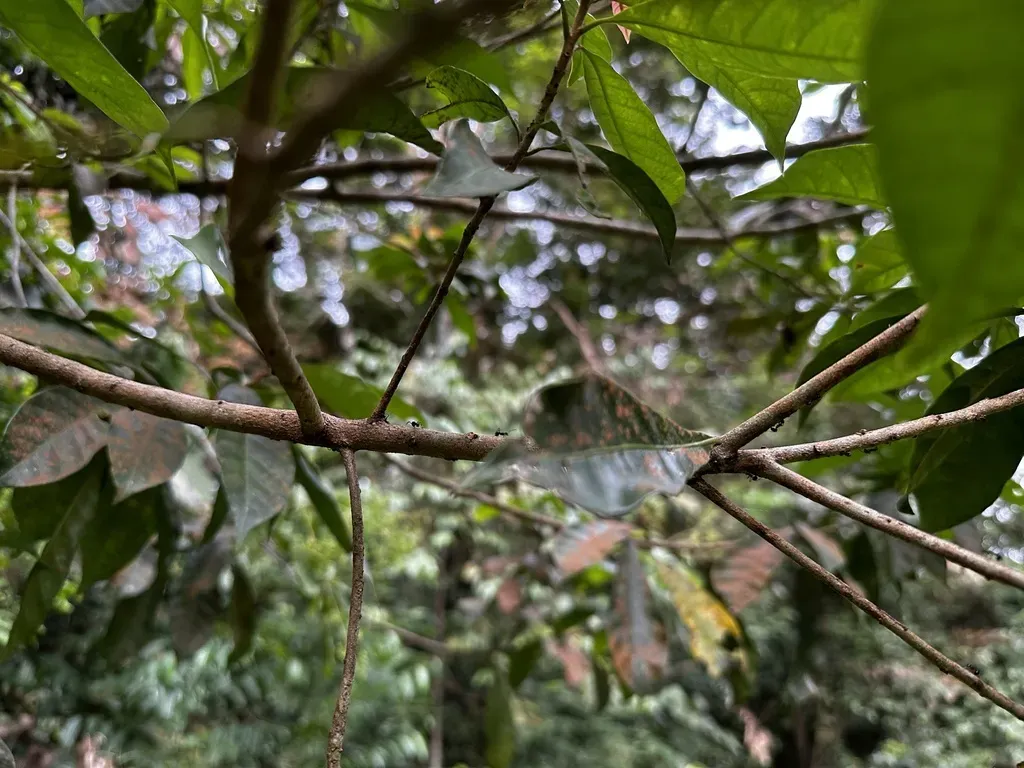 Buchanania Sessifolia