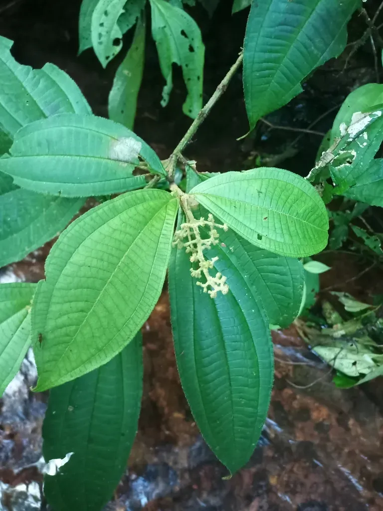 Miconia Diaphanea