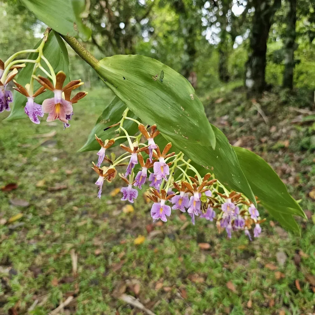 Epidendrum Pinniferum