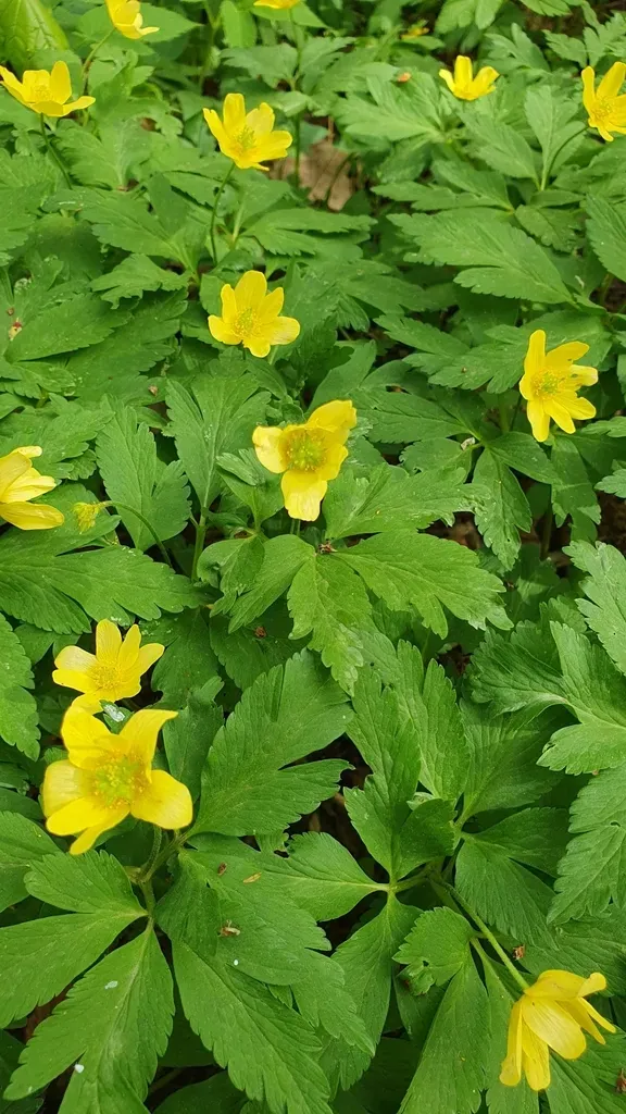 Anemonoides × Korzhinskyi