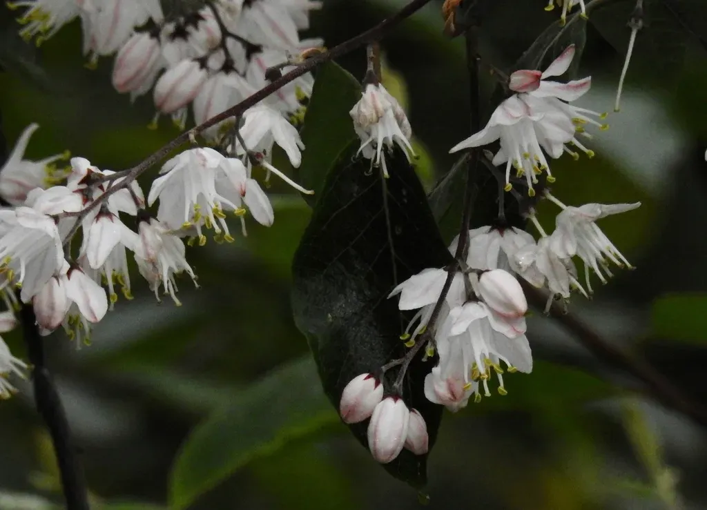 Alniphyllum Fortunei