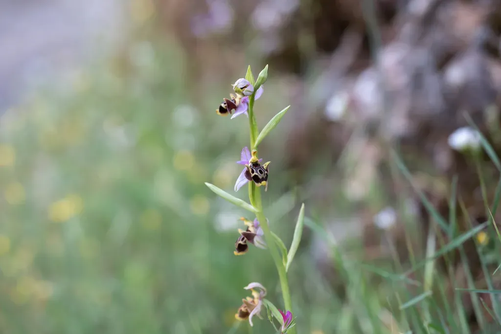 Heldreich's Bee Orchid