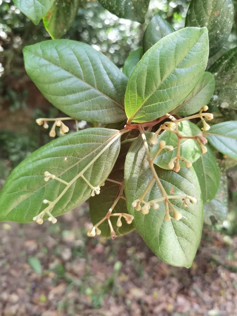 Ocotea Pseudopalmana
