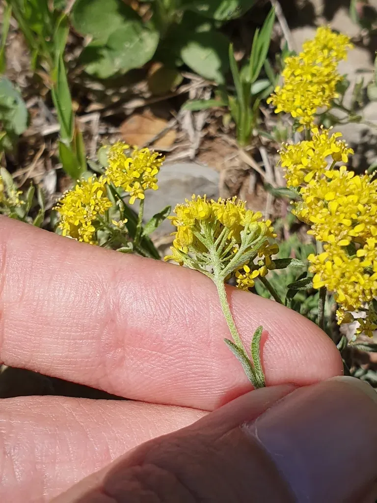 Odontarrhena Serpyllifolia