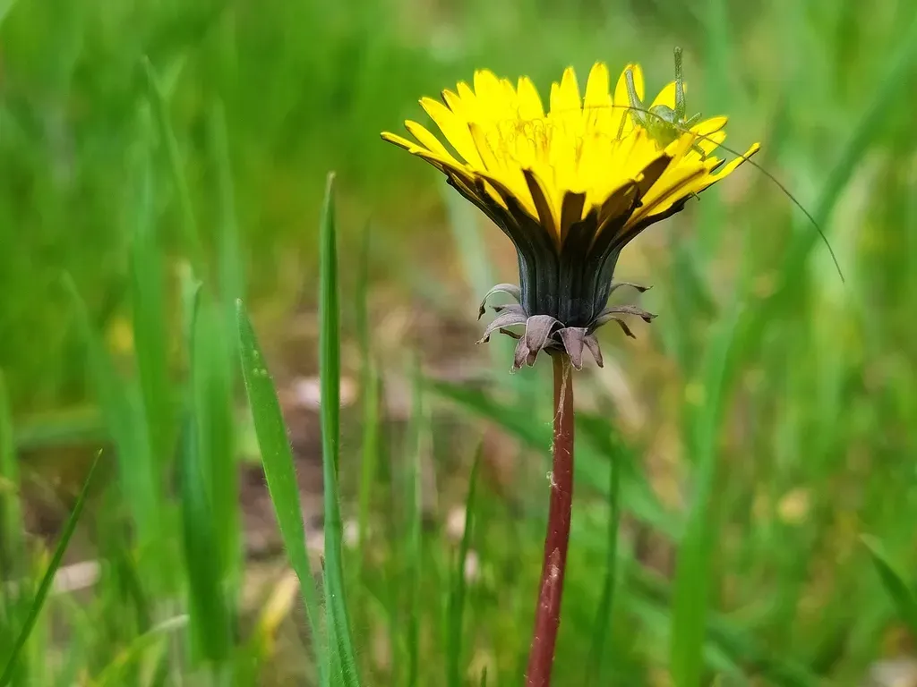Twisted-lobed Dandelion