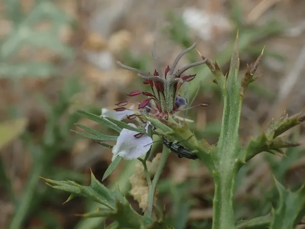 Nigella Degenii