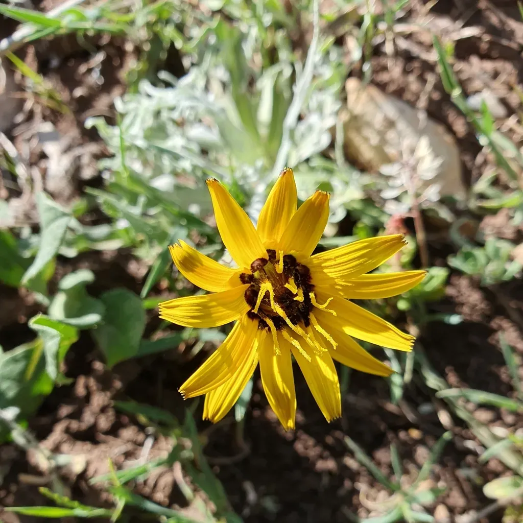 Pseudopodospermum Brevicaule