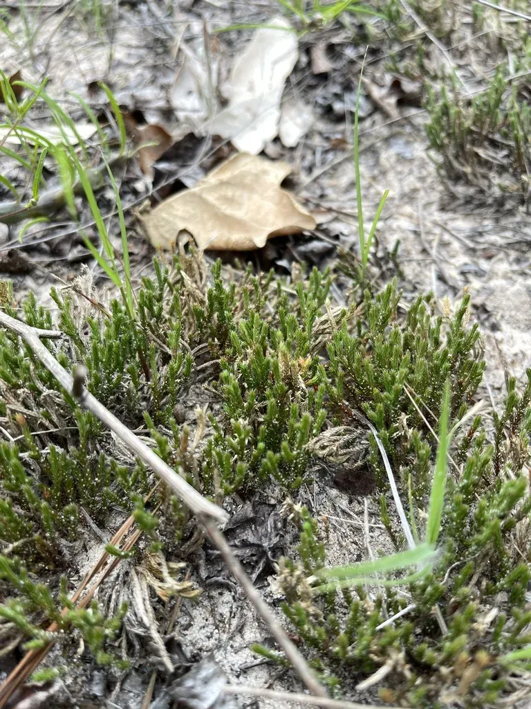 Riddell's Spike-moss