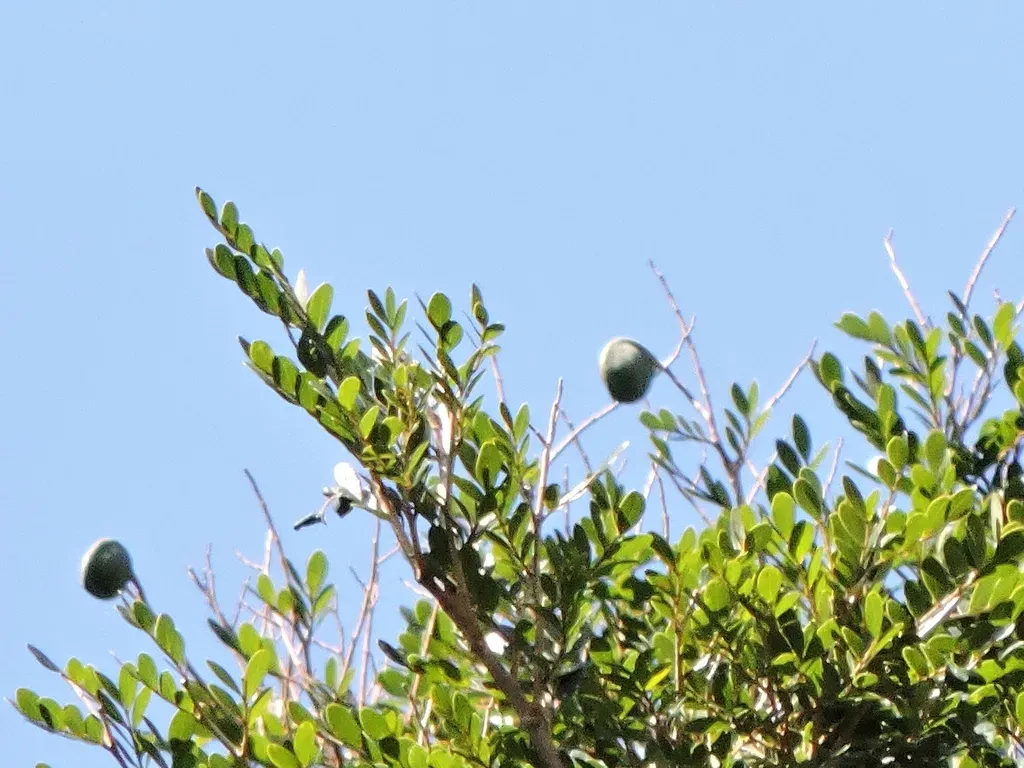 Copaifera Trapezifolia