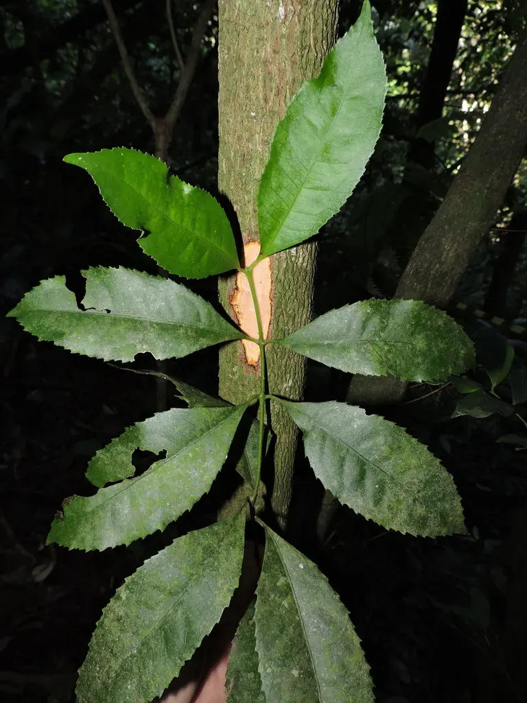 Hennecartia Omphalandra