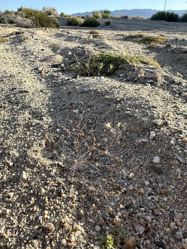 Desert Threadplant