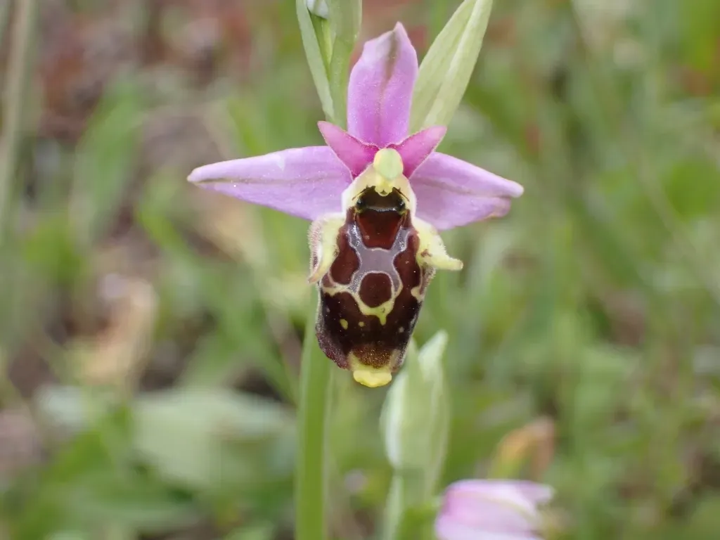 Horned Orchid