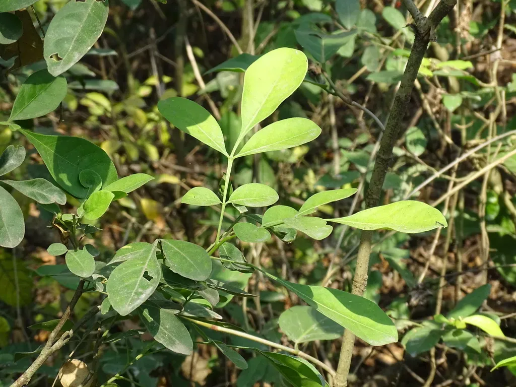 Bastard Lime