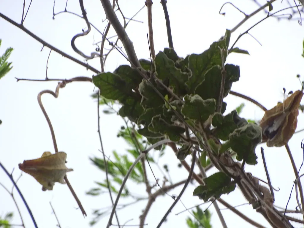 Macroscepis Diademata