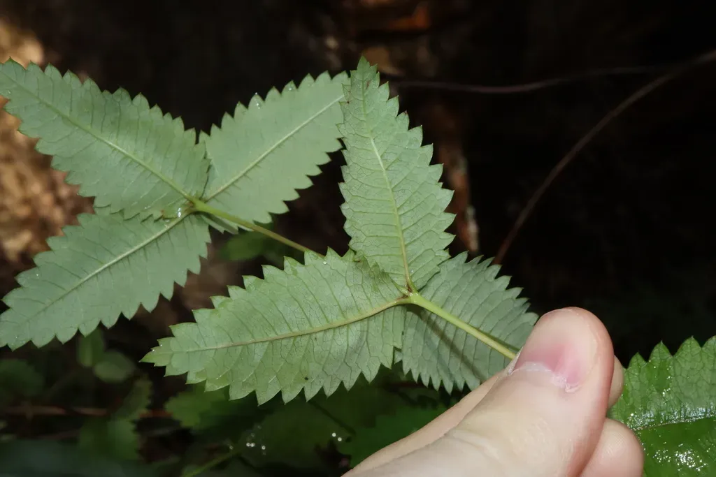 Acrophyllum Australe