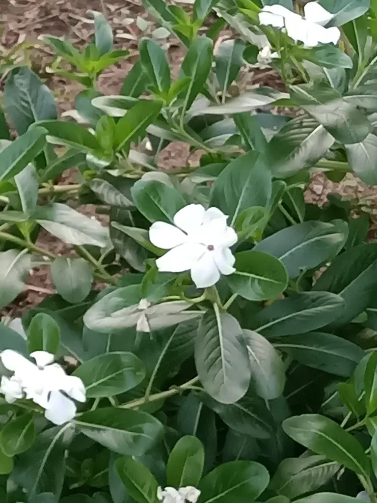 Madagascar Periwinkle