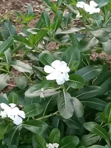 Madagascar Periwinkle